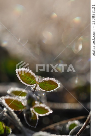 草葉、霜凍和閃光 草葉、霜凍和閃光 123988121
