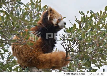 小熊貓在一棵樹上放鬆 小熊貓在一棵樹上放鬆 123988180