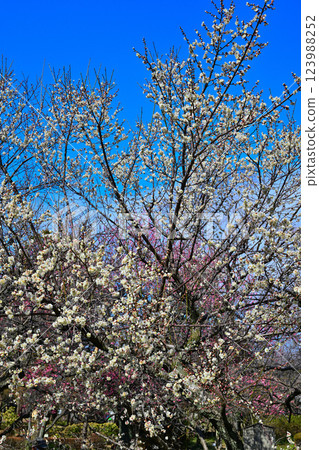 The arrival of early spring: Red and white plum blossoms in full bloom, Fukaya City 123988252