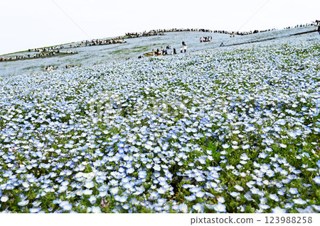 A hill full of nemophila flowers 123988258