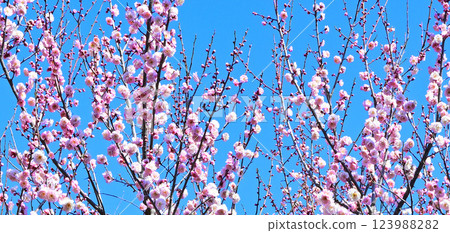 The arrival of early spring: Double-flowered plum blossoms in full bloom, Fukaya City The arrival of early spring: Double-flowered plum blossoms in full bloom, Fukaya City 123988282