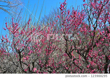 The arrival of early spring: Red and white plum blossoms in full bloom, Fukaya City 123988295
