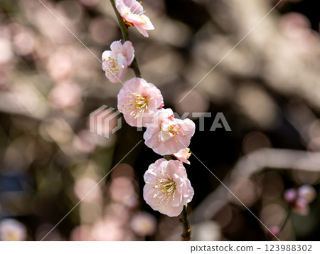 Red plum blossoms blooming in early spring [Kenkyo (Kenkyo)] 123988302