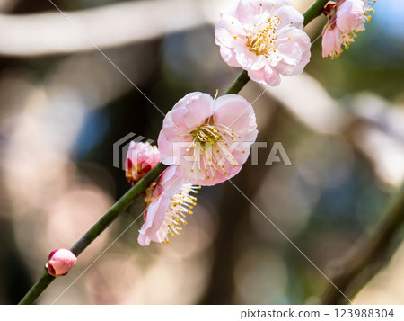 Red plum blossoms blooming in early spring [Kenkyo (Kenkyo)] 123988304