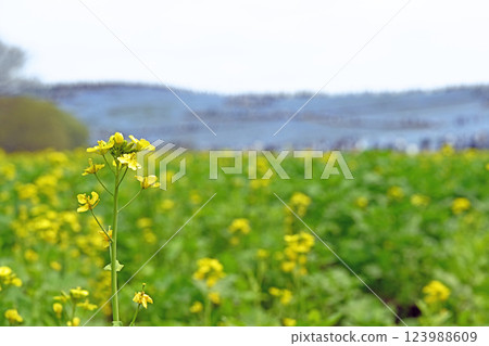 Nemophila field seen beyond the rapeseed field Nemophila field seen beyond the rapeseed field 123988609