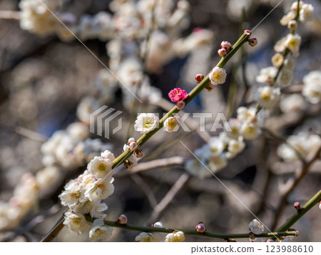 紅白相間的梅花（源平花）【如你所願】 123988610