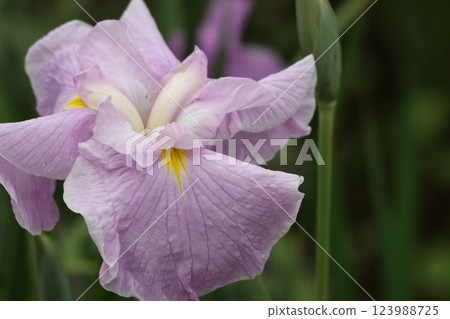優雅的鳶尾花非常適合雨季 - 第二部分 123988725