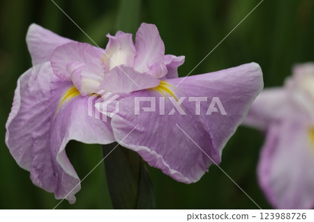 The elegant irises are perfect for the rainy season. The elegant irises are perfect for the rainy season. 123988726