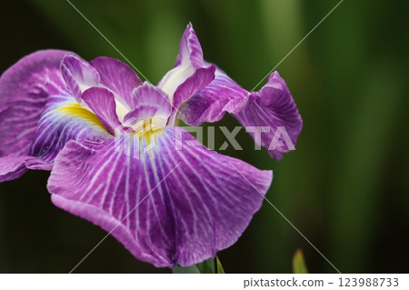 The perfect iris for the rainy season The perfect iris for the rainy season 123988733