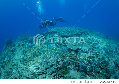 Coral reef, Ogasawara, Tokyo 123988740
