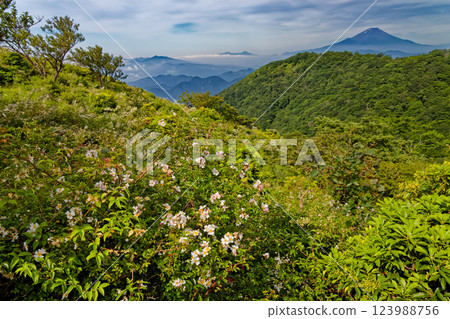 View of Nabewari Mountain Ridge and Mt. Fuji from Okura Ridge in Tanzawa in summer View of Nabewari Mountain Ridge and Mt. Fuji from Okura Ridge in Tanzawa in summer 123988756