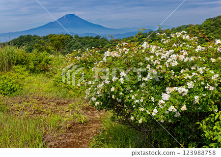 夏季野玫瑰盛開時,從丹澤的大倉嶺遠眺富士山 夏季野玫瑰盛開時,從丹澤的大倉嶺遠眺富士山 123988758