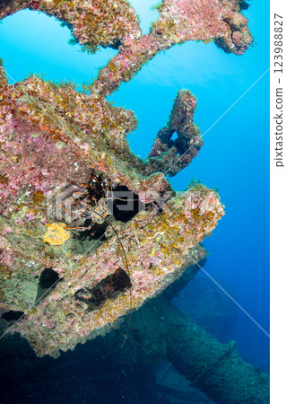 東京小笠原，藏在沉船裡的紅海龍蝦 123988827