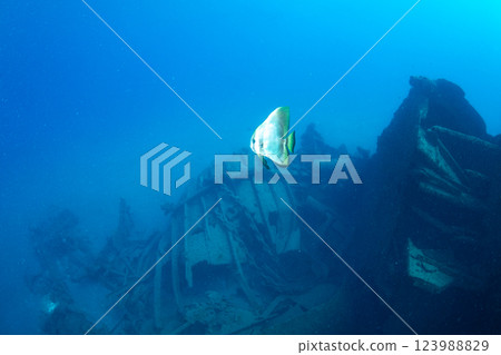 Swallowtail fish swimming around a sunken ship, Ogasawara, Tokyo 123988829