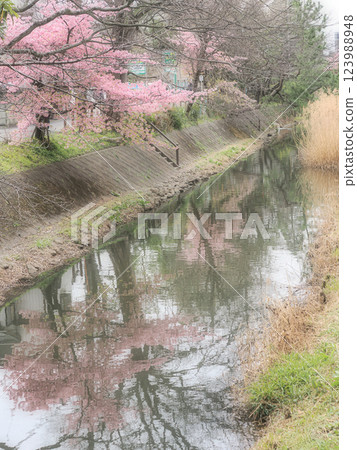 千葉縣松戶市坂川沿岸的河津櫻花盛開，預示著春天的到來 123988948