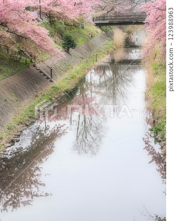 千葉縣松戶市坂川沿岸的河津櫻花盛開，預示著春天的到來 123988963