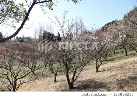 Plum garden in Ishigaya Park (Akashi City, Hyogo Prefecture) 123989235