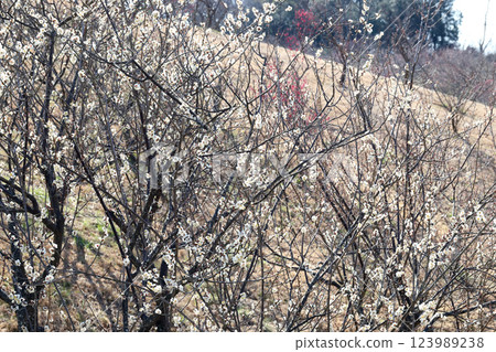 石谷公園梅園（兵庫縣明石市） 123989238