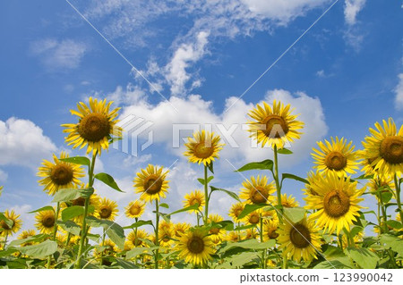 [Zama City] Zama sunflower field 123990042
