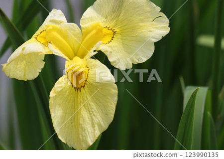 日本鳶尾花因其古樸的氣息而深受日本人的喜愛。 123990135