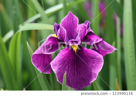 The old-fashioned atmosphere of the Japanese flower iris - Seven The old-fashioned atmosphere of the Japanese flower iris - Seven 123990138