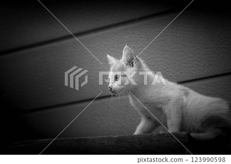 小貓庫的冒險 小貓庫的冒險 123990598