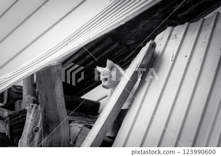The Adventures of Kitten Kuu The Adventures of Kitten Kuu 123990600