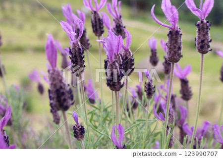 薰衣草 高町五月 123990707