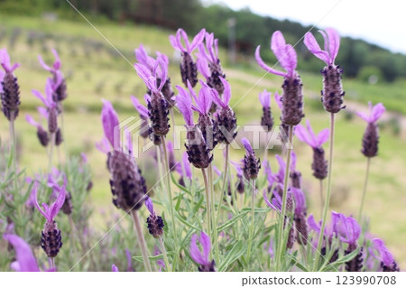 薰衣草 高町五月 薰衣草 高町五月 123990708
