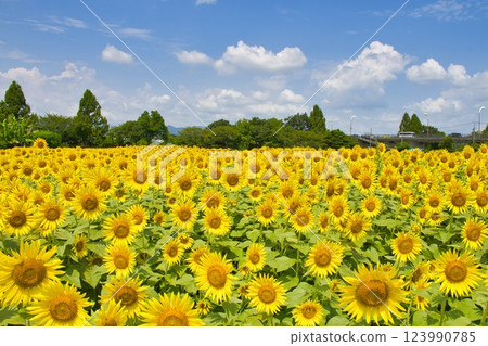 [Zama City] Zama sunflower field 123990785