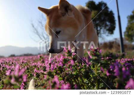 Shiba Inu Shiba Inu 123991077