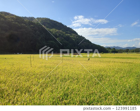 Autumn rice field 123991185