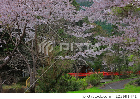 Cherry blossoms in Awa City, Tokushima Prefecture 123991471