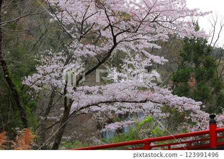 Cherry blossoms in Awa City, Tokushima Prefecture 123991496