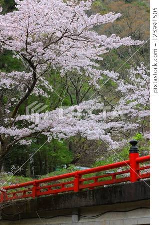 Cherry blossoms in Awa City, Tokushima Prefecture Cherry blossoms in Awa City, Tokushima Prefecture 123991505