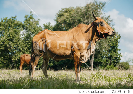 cows infected with Lumpy Skin Disease. on Farm,agriculture industry concept, in sun ligth cows infected with Lumpy Skin Disease. on Farm,agriculture industry concept, in sun ligth 123991566