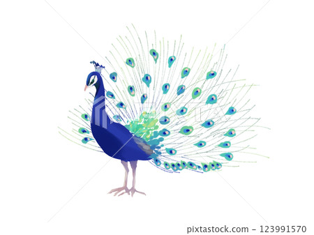 孔雀手繪插圖 123991570