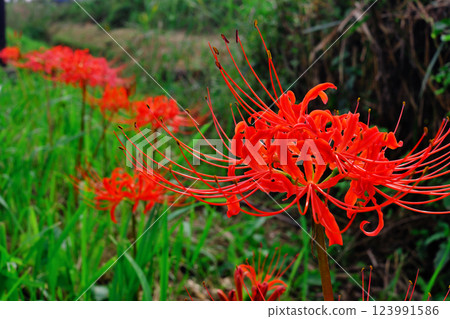 red spider lily 123991586