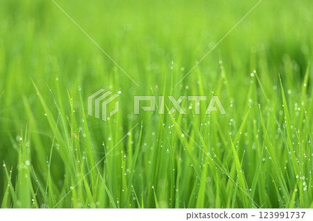 Ears of rice glistening with morning dew 123991737