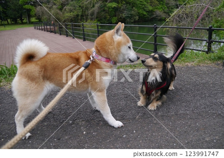 nose touch nose touch 123991747