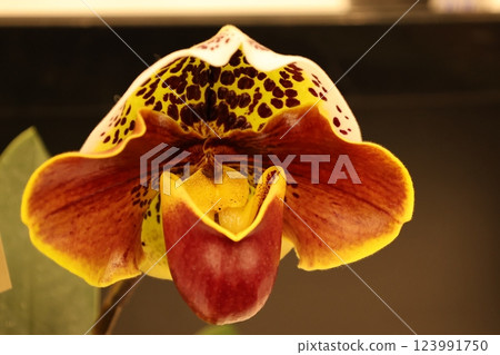 "World Orchid Exhibition" A wide variety of colorful orchids "World Orchid Exhibition" A wide variety of colorful orchids 123991750
