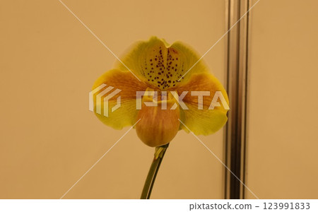 「世界蘭花展」品種繁多、色彩繽紛的蘭花 123991833