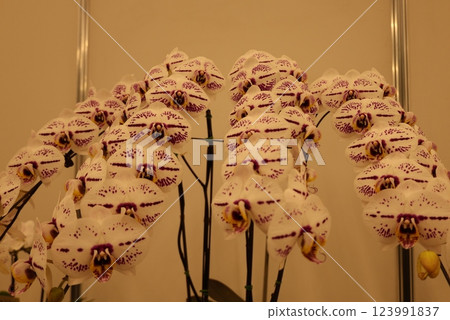 "World Orchid Exhibition" A wide variety of colorful orchids 123991837