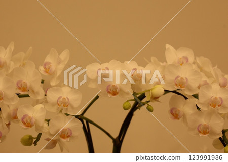 "World Orchid Exhibition" A wide variety of colorful orchids 123991986