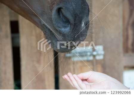 horse, female, lady 123992066