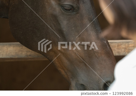 horse, female, lady 123992086