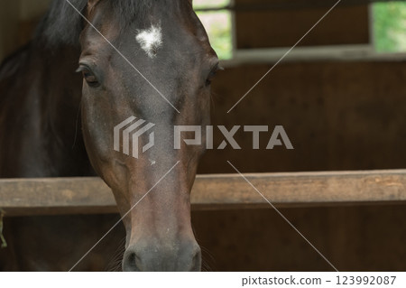 horse, animal, animals 123992087