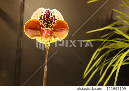 "World Orchid Exhibition" A wide variety of colorful orchids "World Orchid Exhibition" A wide variety of colorful orchids 123992109