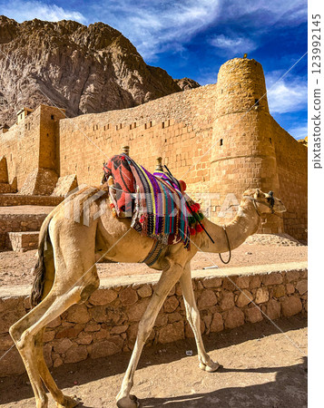Camels in the Sinai Peninsula, Egypt 123992145