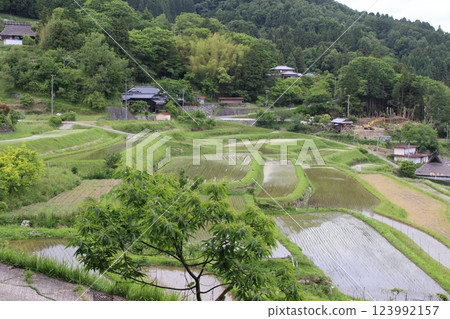 鼻長谷梯田 五月水稻種植 鼻長谷梯田 五月水稻種植 123992157